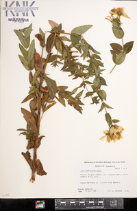 Hypericum ascyron subsp. pyramidatum image