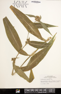 Tradescantia subaspera image