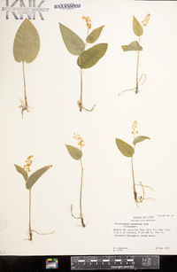 Maianthemum canadense image