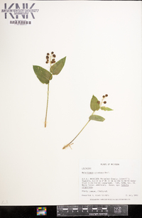 Maianthemum canadense image