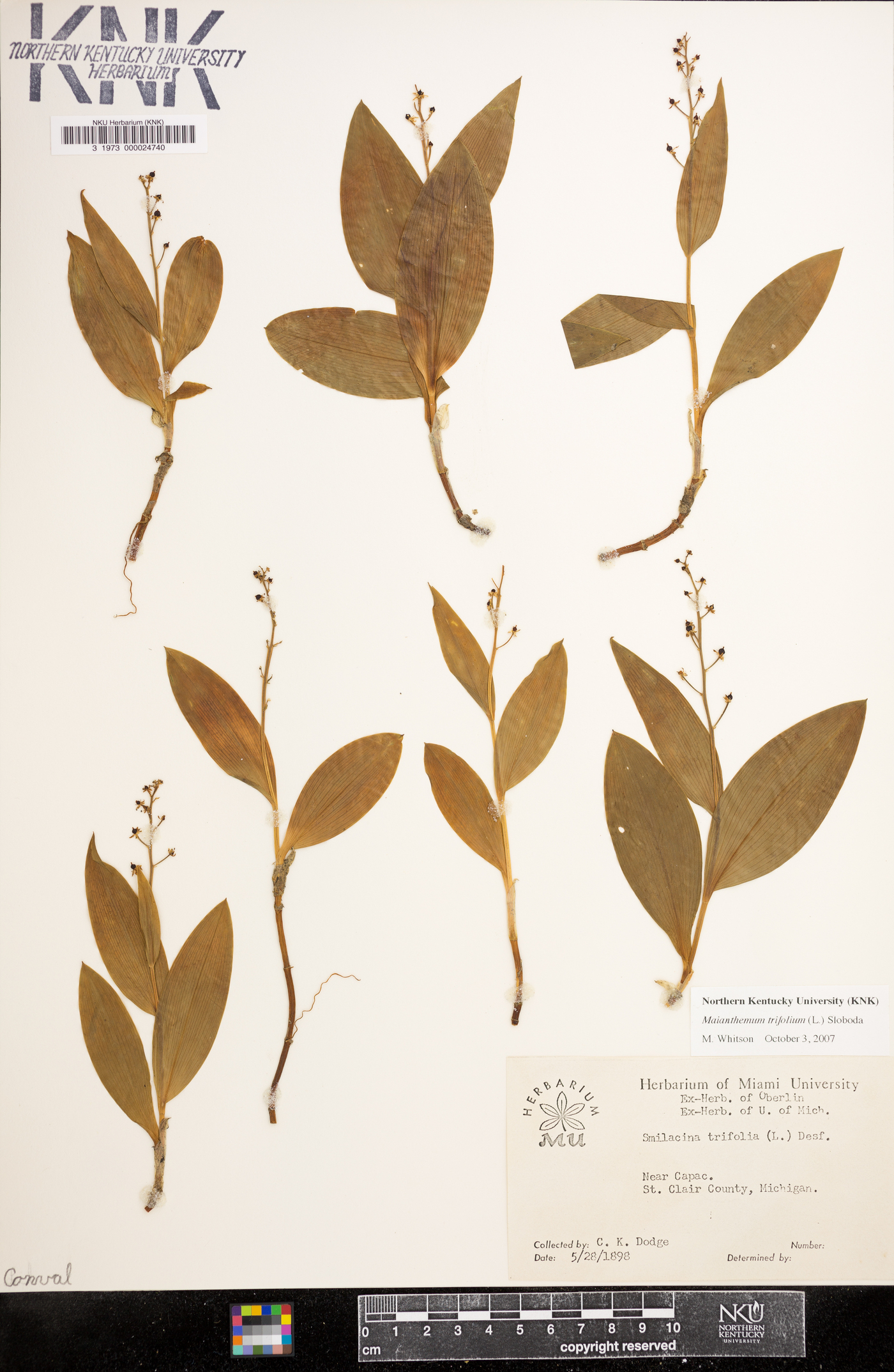Maianthemum trifolium image