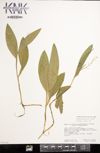 Maianthemum trifolium image