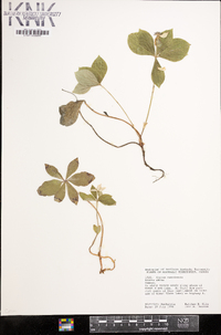 Cornus canadensis image