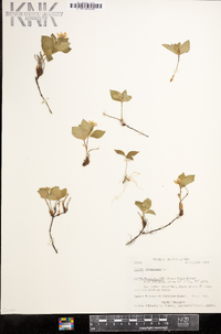 Cornus canadensis image