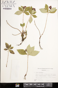 Cornus canadensis image