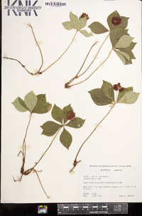 Cornus canadensis image