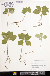 Cornus canadensis image