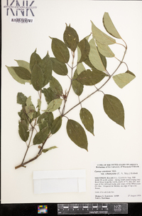 Cornus amomum var. schuetzeana image