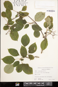 Cornus alternifolia image