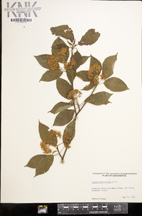 Cornus alternifolia image