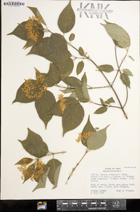 Cornus drummondii image