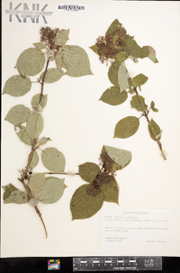 Cornus sericea subsp. sericea image