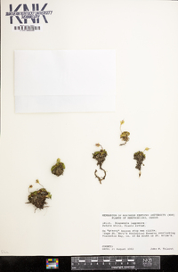 Diapensia lapponica image