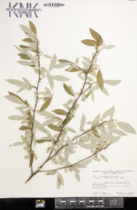 Elaeagnus umbellata image