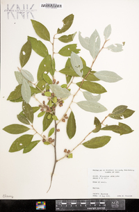 Elaeagnus umbellata image