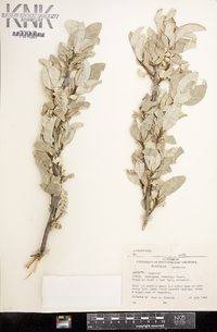 Elaeagnus commutata image