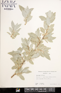 Elaeagnus commutata image