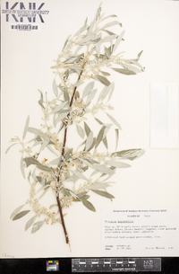 Elaeagnus angustifolia image