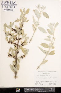 Shepherdia argentea image