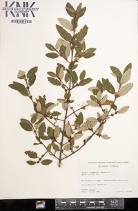 Shepherdia canadensis image