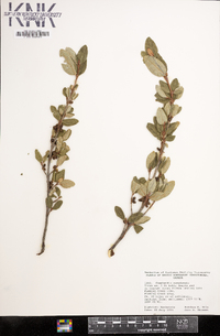 Shepherdia canadensis image