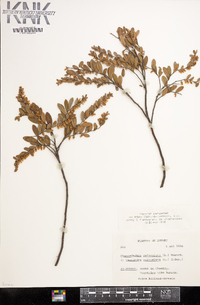 Chamaedaphne calyculata image