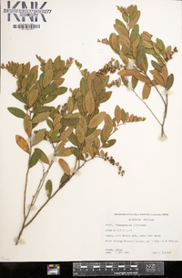 Chamaedaphne calyculata image