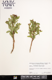 Elliottia pyroliflora image