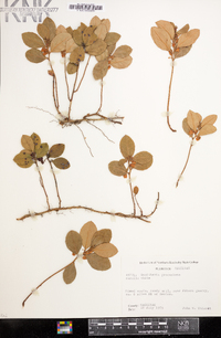 Gaultheria procumbens image