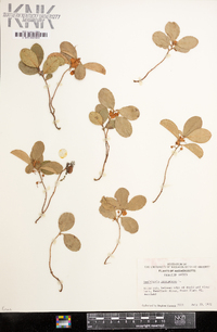 Gaultheria procumbens image