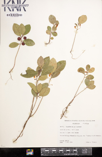 Gaultheria procumbens image