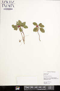 Gaultheria procumbens image