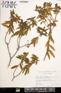 Rhododendron groenlandicum image