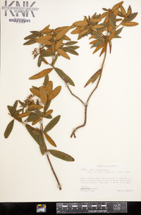 Rhododendron groenlandicum image