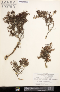 Loiseleuria procumbens image