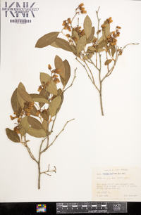 Lyonia mariana image