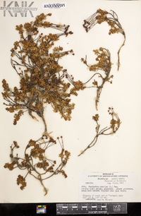 Phyllodoce caerulea image