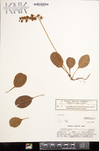 Pyrola elliptica image