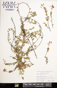 Vaccinium macrocarpon image