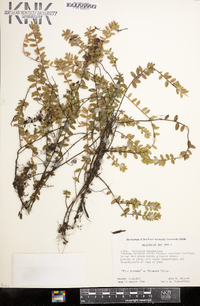 Vaccinium macrocarpon image