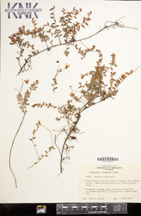 Vaccinium oxycoccos image