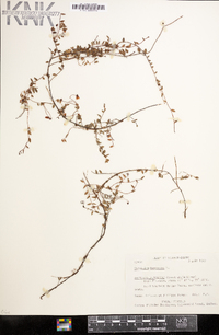 Vaccinium oxycoccos image