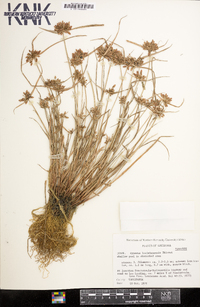 Cyperus louisianensis image