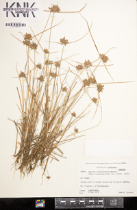 Cyperus louisianensis image