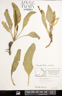 Rorippa crystallina image