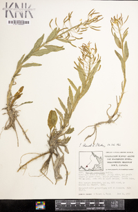 Rorippa crystallina image