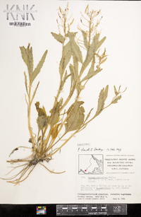 Rorippa crystallina image