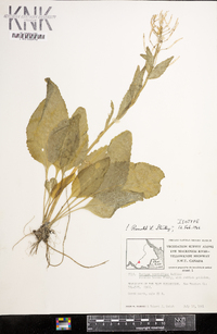 Rorippa crystallina image