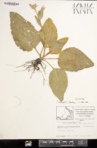 Rorippa crystallina image