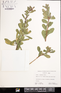 Jatropha dioica image